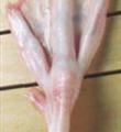 鸭掌